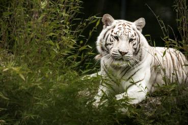 Tierpatenschaft weißer Tiger inkl. einer Saisonkarte